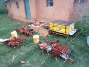 A farmer's flock feeding